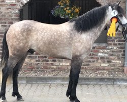 stallion Goblin King (Connemara Pony, 2016, from Dexter Leam Pondi)