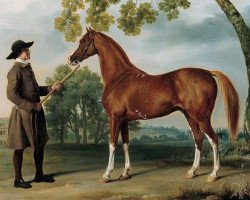 stallion Lord Grosvenor's Araber ox (Arabian,  )