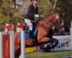 dressage horse Vincent (German Riding Pony, 2004, from Visconti)