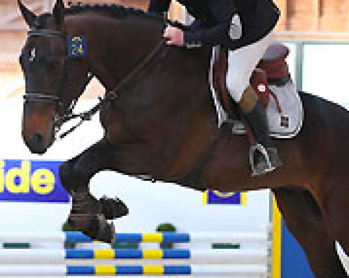 jumper de Muze Jules (Belgium Sporthorse, 2009, from Vagabond de la Pomme)