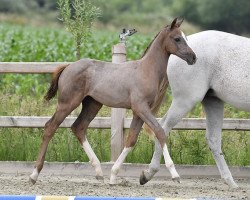 jumper Diavik d’ Oxerhoeve Z (Zangersheide riding horse, 2021, from Diamant de Semilly)