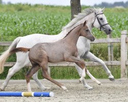 broodmare Charisma (clarimo) (Holsteiner,  , from Clarimo Ask)