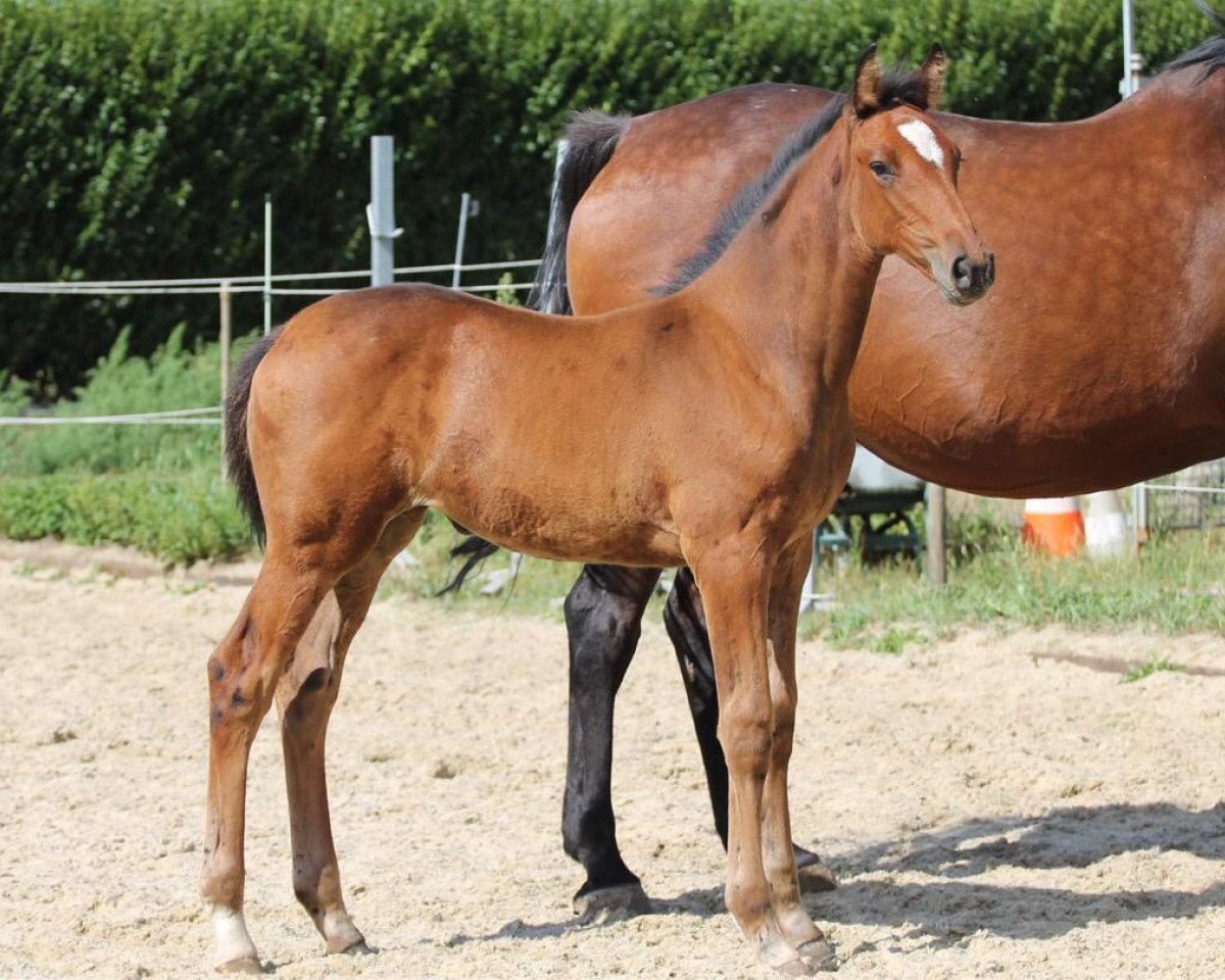 jumper Careta d’ Oxerhoeve (Holsteiner, 2020, from Caretino)