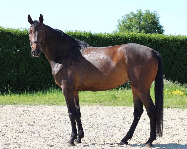 Springpferd Solitude hc Z (Zangersheide Reitpferd, 2016, von Solid Gold Z)