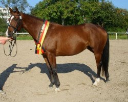 broodmare Malaenda (Hanoverian, 2002, from Markus Deak xx)