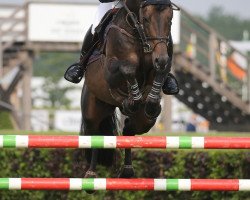 stallion Levi Hc Z (Zangersheide riding horse, 2011, from Level Z)