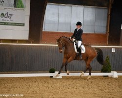 dressage horse Fürstin Ashley FB (Oldenburg, 2015, from Fiderbach OLD)