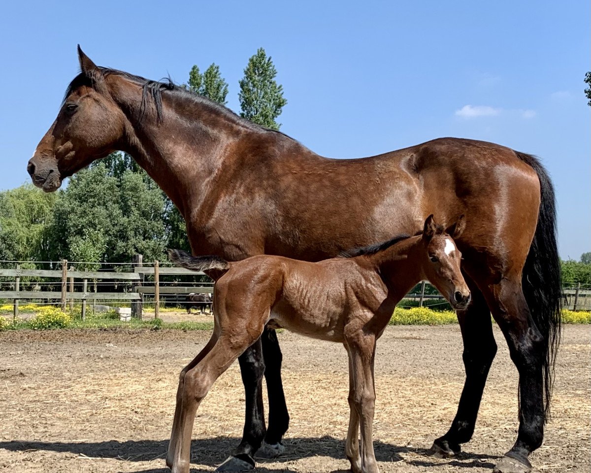 broodmare Schummy Van't Koningshof (Holsteiner, 2003, from Cassini II)