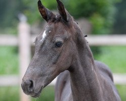 jumper Cascas d’ Oxerhoeve Z (Zangersheide riding horse, 2021, from Casall)