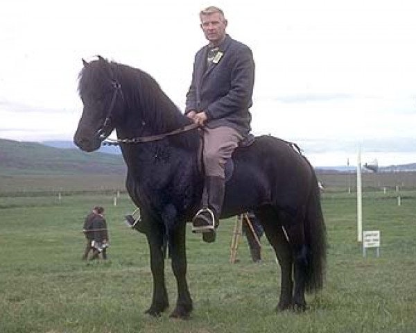 stallion Vörður frá Kýrholti (Iceland Horse, 1961, from Hörður frá Kolkuósi)