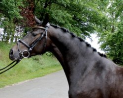 jumper Donna Karla 3 (Oldenburg show jumper, 2011, from Diarado)