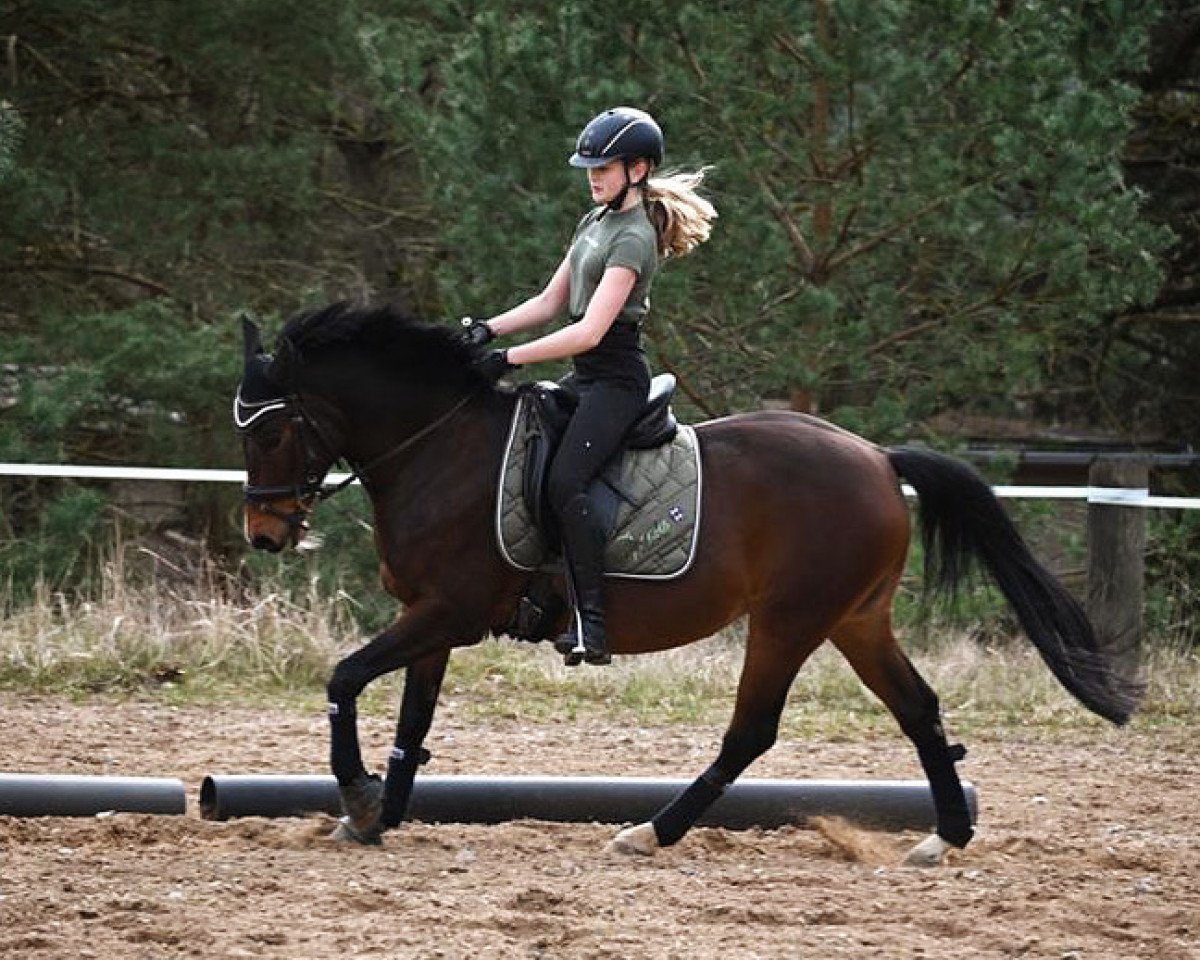 Springpferd Deseré MG (Deutsches Reitpony, 2010, von Doctor House)