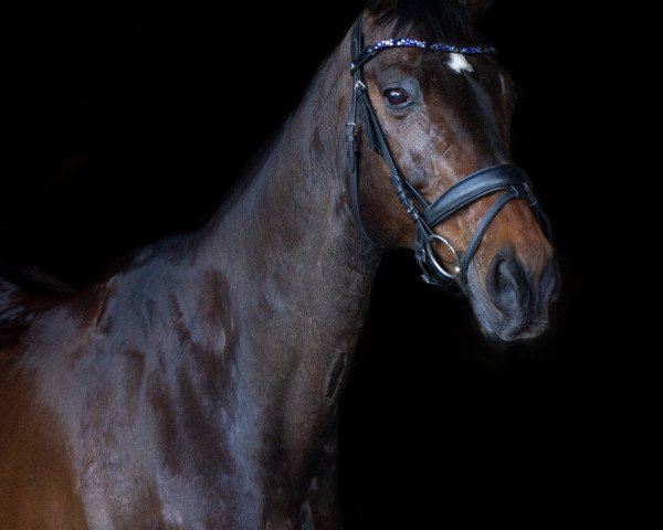 Pferd Tarabas 26 (Deutsches Sportpferd, 2005, von Tullamore)