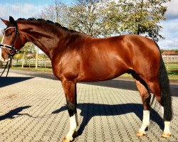 dressage horse Bon Cavallinno (Oldenburg, 2014, from Briar)