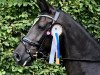 dressage horse Fine Dark Angel (Oldenburg, 2017, from Florenz 71)