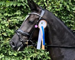 dressage horse Fine Dark Angel (Oldenburg, 2017, from Florenz 71)