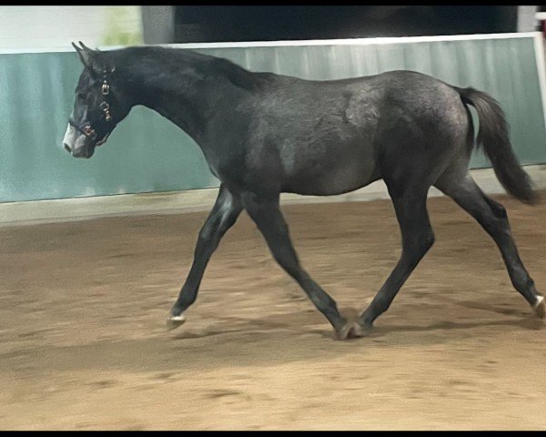 foal by Hengst von Highland White/ Henry (Westphalian, 2024, from Highland White)