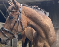 jumper Codex (Slovakian Warmblood, 2011)