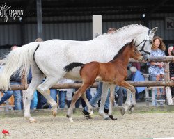 Springpferd Hengst von Crime is Colin / Cassiano (Westfale, 2021, von Crime is Colin)