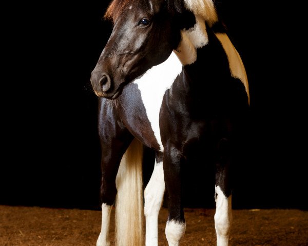 dressage horse Maxima 102 (Pinto / Pony, 2010, from Magic Merlin)