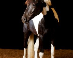 dressage horse Maxima 102 (Pinto / Pony, 2010, from Magic Merlin)