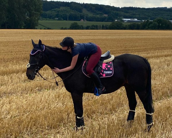 Pferd Gehtano (Mecklenburger, 1992, von Grabensee)