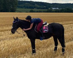 horse Gehtano (Mecklenburg, 1992, from Grabensee)