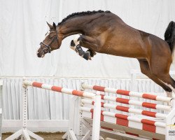 stallion Emotion B (Hanoverian, 2017, from Emerald van 't Ruytershof)