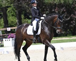 dressage horse Sergio Diamand (Oldenburg, 2010, from Sergio Rossi)