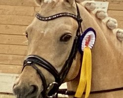 Dressurpferd Golden Loui H (Deutsches Reitpony, 2012, von FS Golden Highlight)