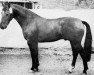stallion Kruger (Royal Warmblood Studbook of the Netherlands (KWPN), 1969, from Uppercut xx)