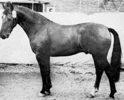 Deckhengst Kruger (KWPN (Niederländisches Warmblut), 1969, von Uppercut xx)