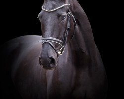 dressage horse Diva Noir 3 (Hanoverian, 2011, from Don Frederico)