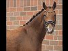 jumper Tiny Princess (German Riding Pony, 2016, from The Braes My Mobility)