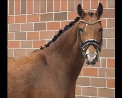 Springpferd Tiny Princess (Deutsches Reitpony, 2016, von The Braes My Mobility)