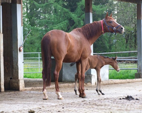 dressage horse Donna Piccola (Württemberger, 2010, from Don Diamond)