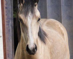 dressage horse Desert Queen MR (German Riding Pony, 2018, from Newlands Day by Day)