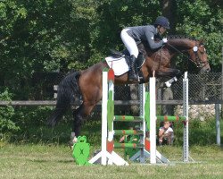 jumper Caruso 625 (German Sport Horse, 2017, from Cassoulet)