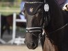 dressage horse Laborell 3 (Hanoverian, 2011, from Longton)