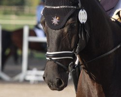 dressage horse Laborell 3 (Hanoverian, 2011, from Longton)