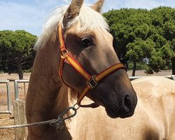 horse Zeus (Lusitano, 2018)