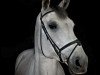 broodmare Samantha 191 (Oldenburg show jumper, 2009, from Stakkatol)