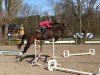 jumper Lord Hübschi (Hanoverian, 2015, from Pikeur Lord Fauntleroy)