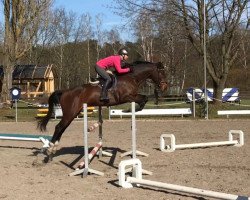 jumper Lord Hübschi (Hanoverian, 2015, from Pikeur Lord Fauntleroy)