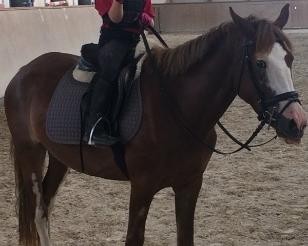 Springpferd Boa Island Lady (Connemara-Pony, 2014, von Corbally Star)