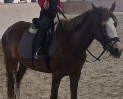 broodmare Boa Island Lady (Connemara Pony, 2014, from Corbally Star)