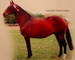 broodmare Gofine (Holsteiner, 1970, from Ramiro Z)