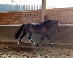 broodmare Diva A (German Riding Pony, 2018, from FS Daddy Cool)