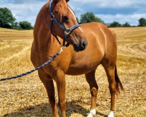 dressage horse Red River YS (German Riding Pony,  , from Red Diamond B)