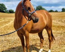 dressage horse Red River YS (German Riding Pony,  , from Red Diamond B)